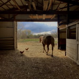 Dawn Dominguez - Stroll After the Storm