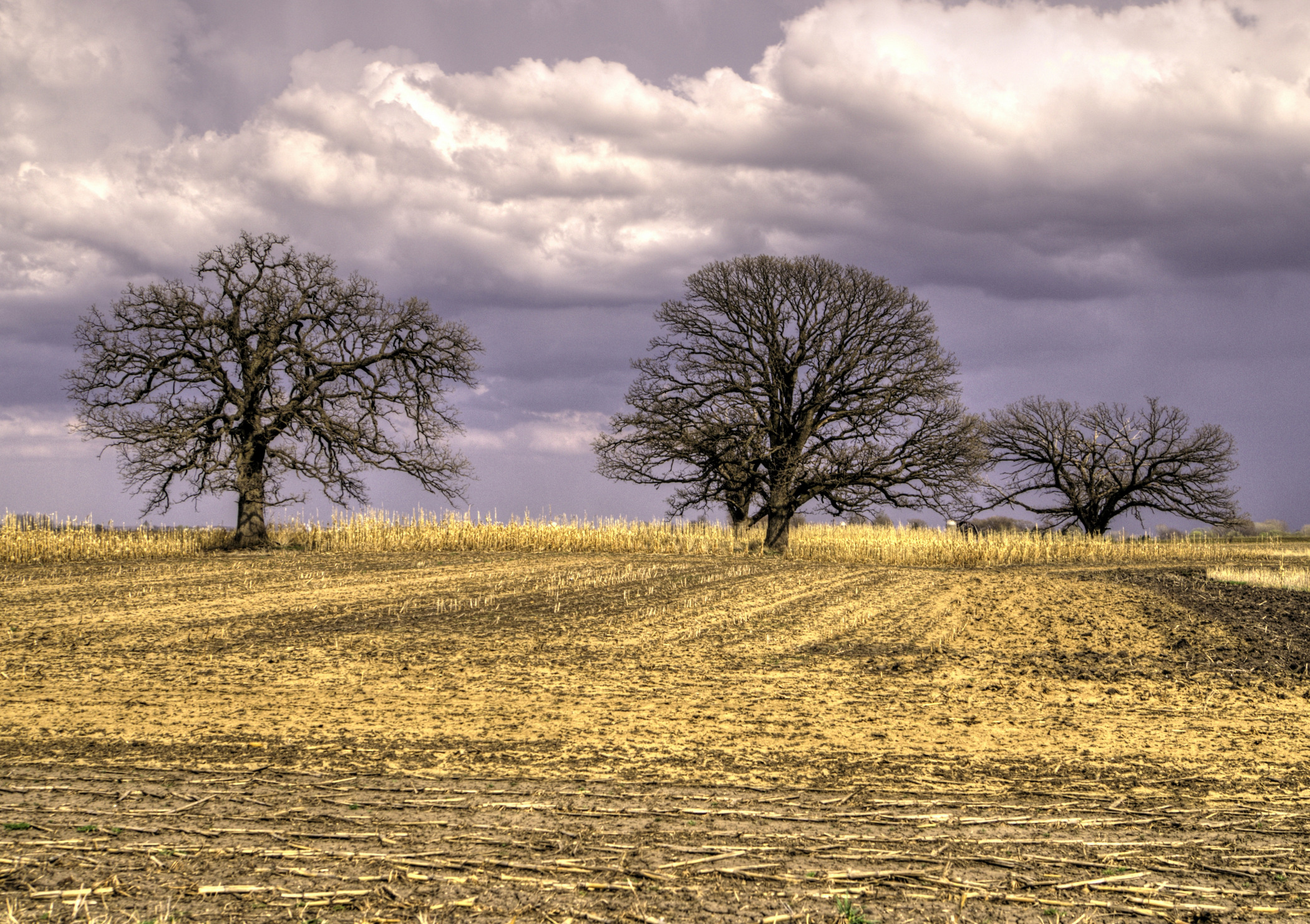 Rob Peterson - Three Trees