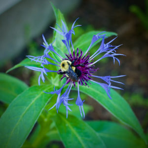 Steven Szalaj - Bumble Bluet