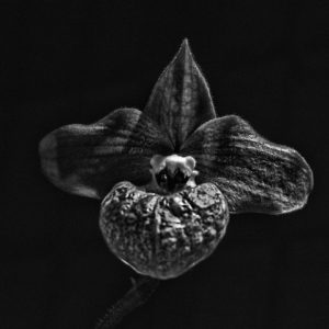 Tiffany Whisler - Orchid in Gray