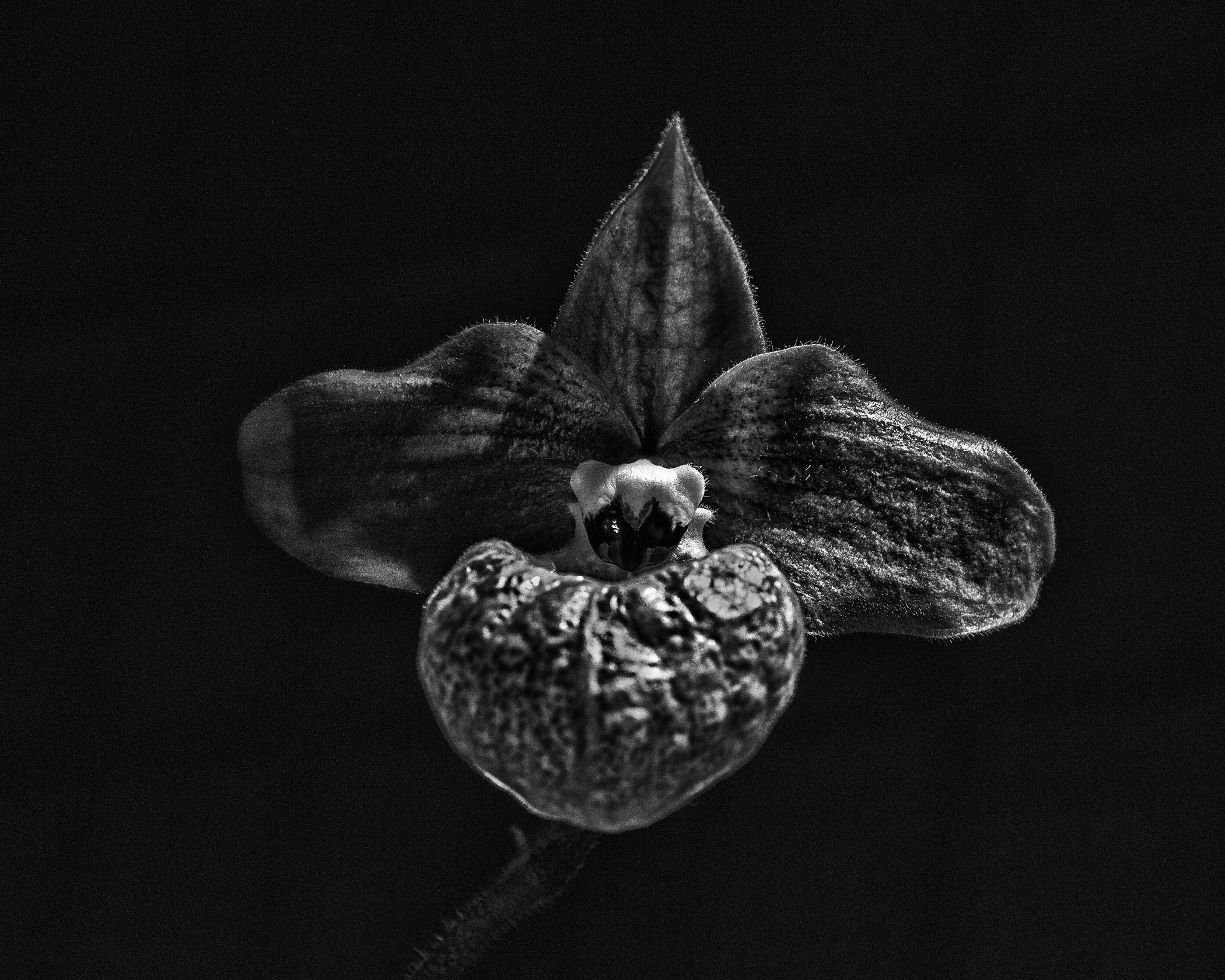 Tiffany Whisler - Orchid in Gray