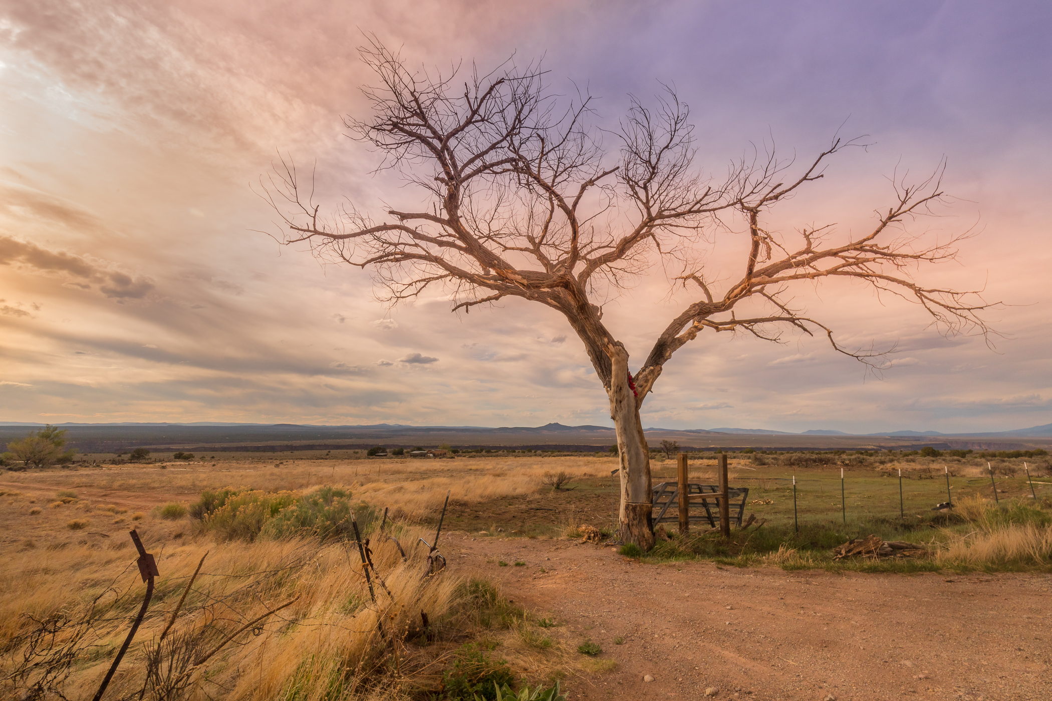 Barbara Pashup - Simple Beauty