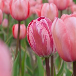 Marlene Frisbie - Oh Hello