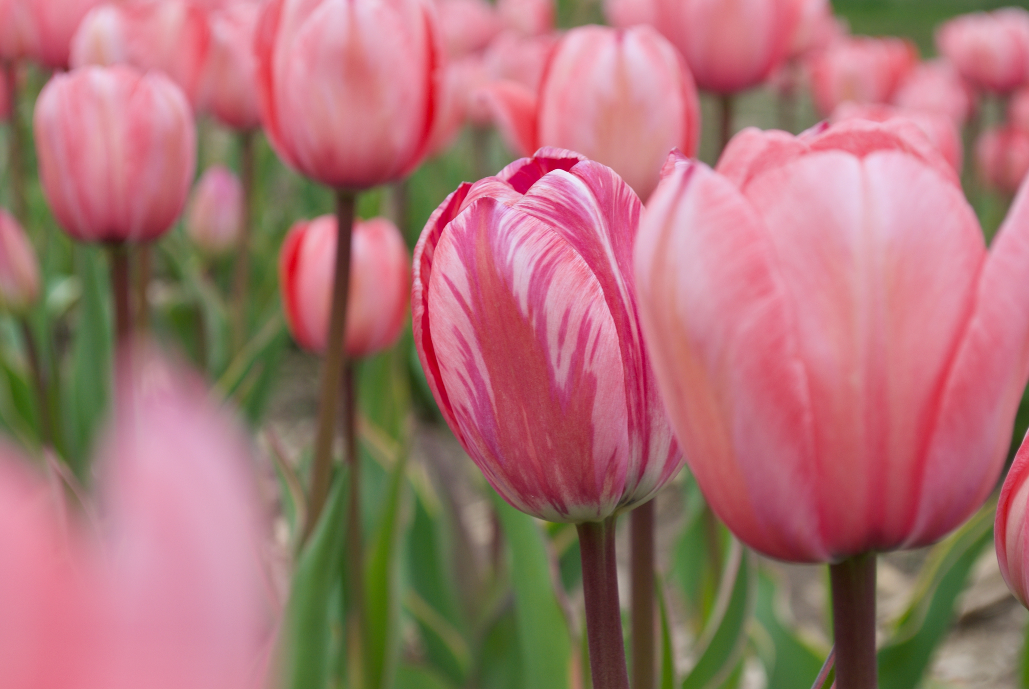 Marlene Frisbie - Oh Hello