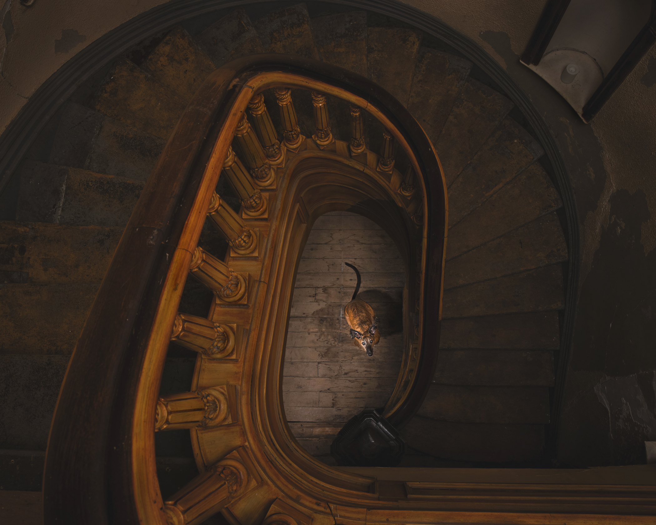 Travis Patenaude - The Little Mouse