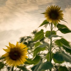 Marlene Frisbie - To the Sunflowers I Gogh