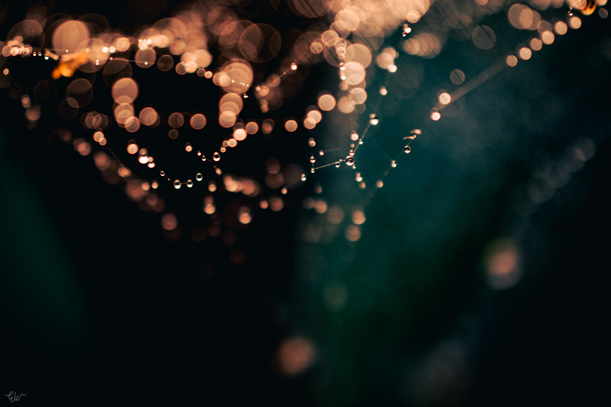 Eric Wright - Spiderweb