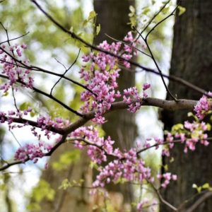 Diana Floress - Walk in the Woods