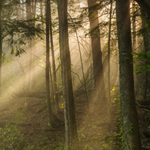 Geno Goss - Morning Rays