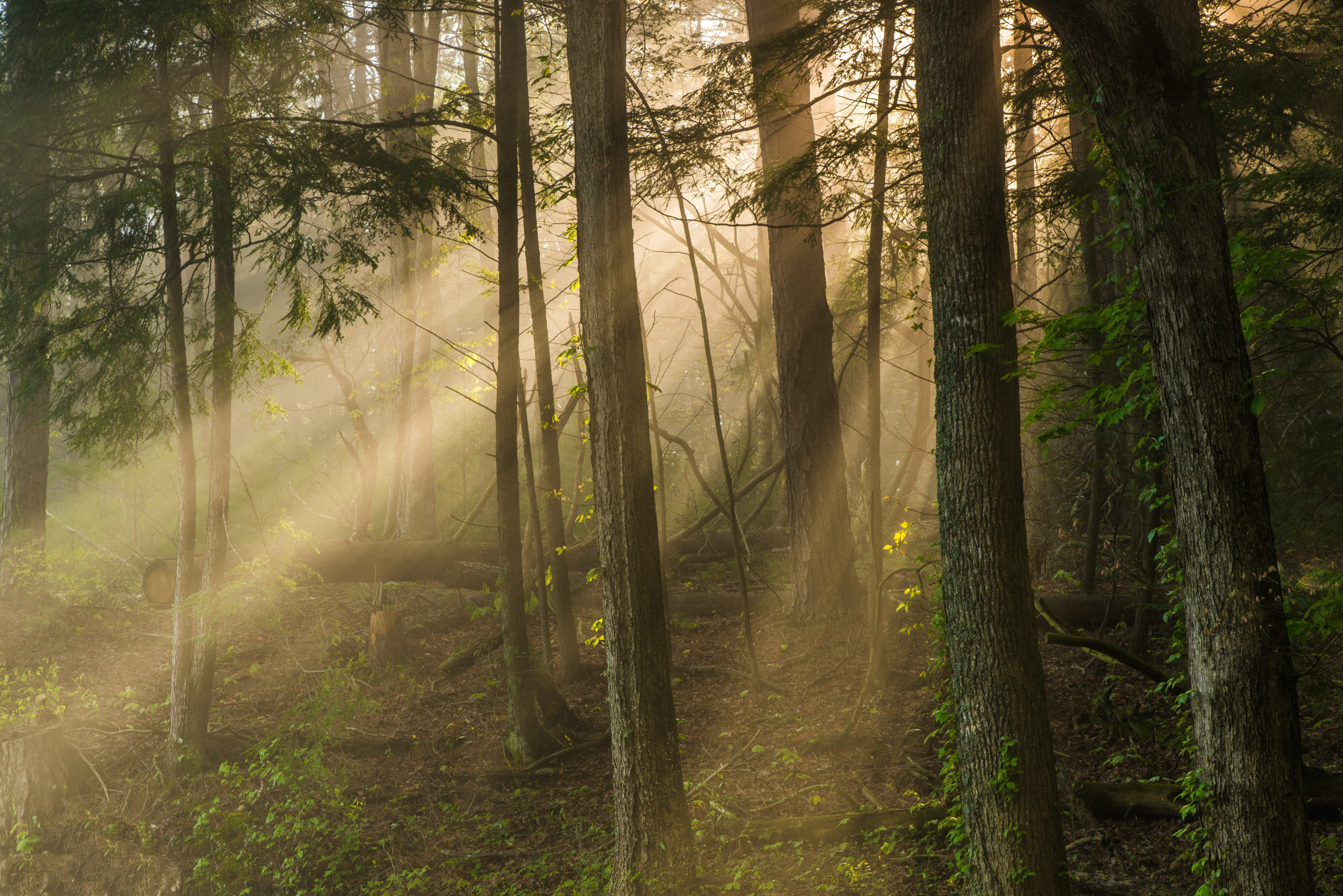 Geno Goss - Morning Rays
