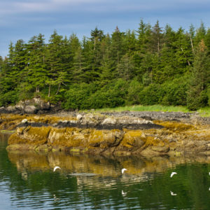 Steven Szalaj - Low Tide - Alice Cove