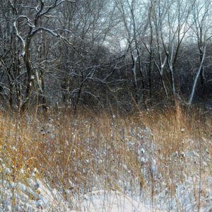 Diana Floress - Winter Field