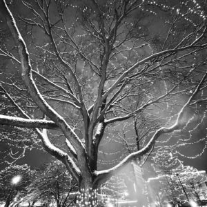 Marlene Frisbie - A Winter's Fairytale