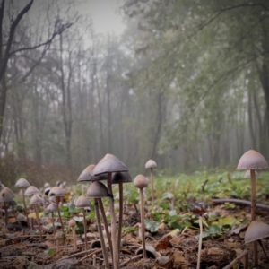 Dawn Dominguez - Fungal Forest