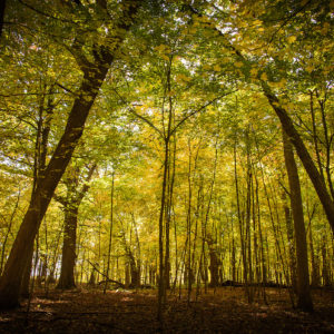 Weg Thomas - Haleluya