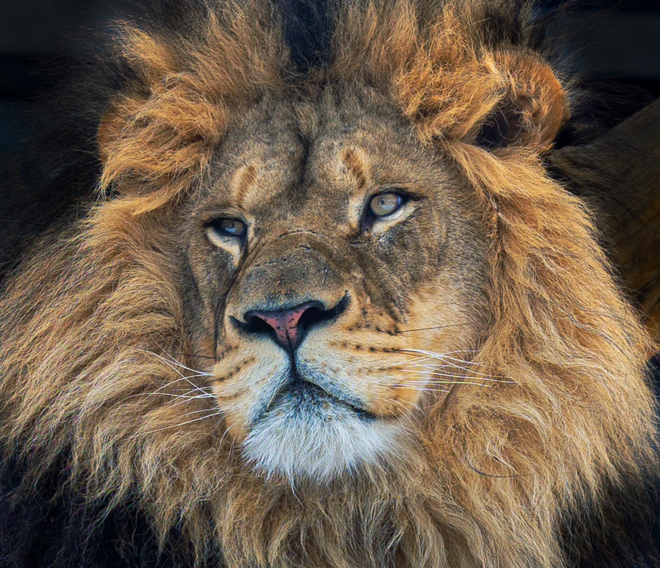 Barbara Pashup - The King