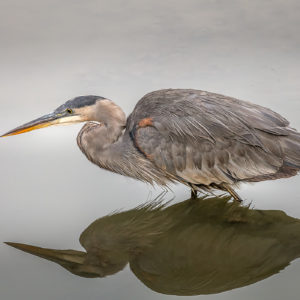Venu Tummalapalli - Scouting for Breakfast