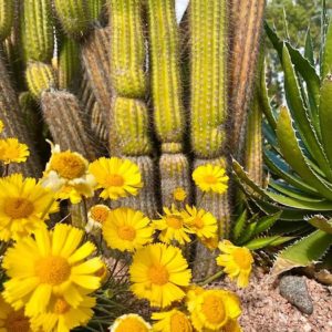 Al Castellanos - Spring Has Sprung