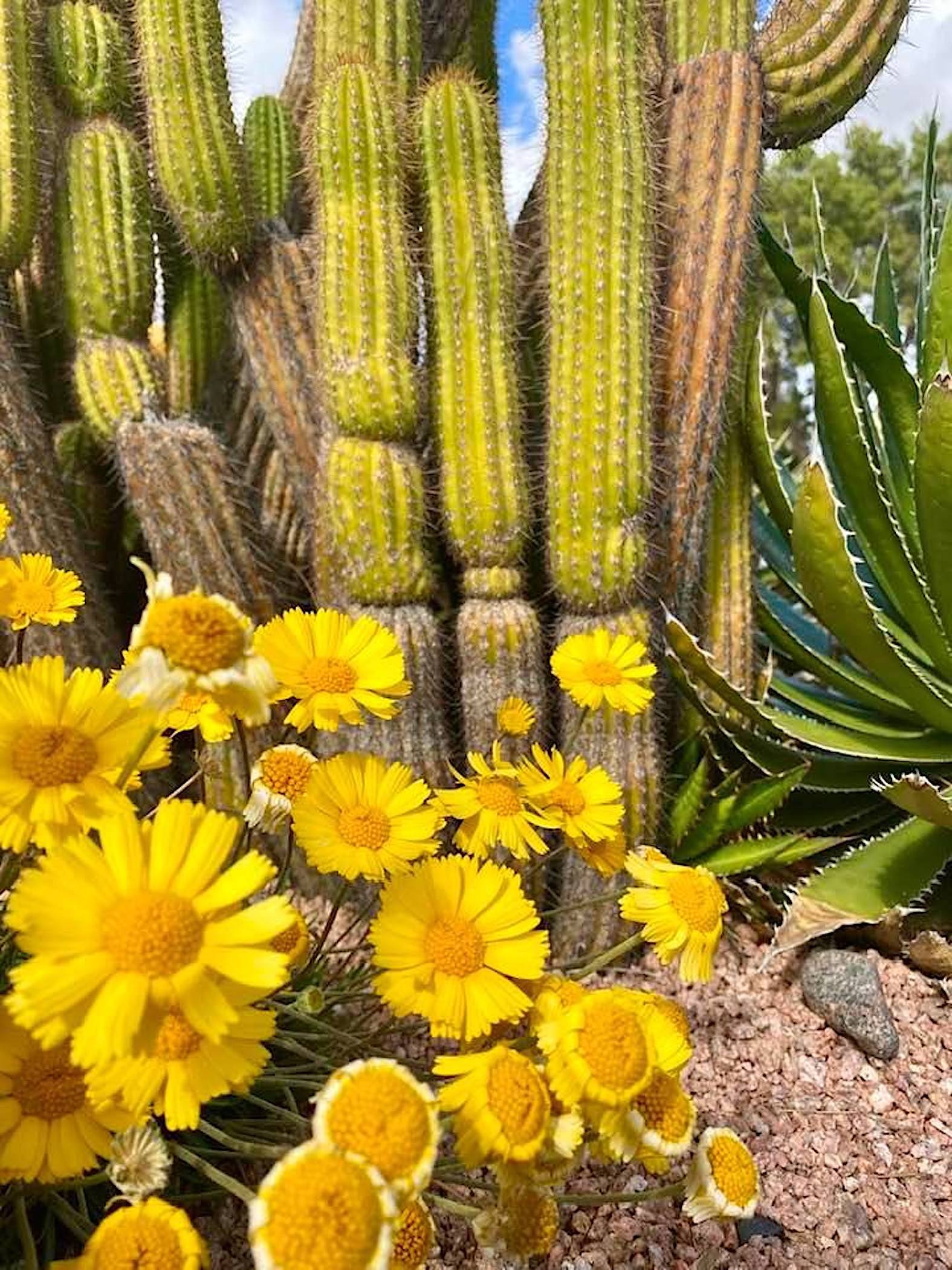 Al Castellanos - Spring Has Sprung