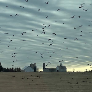 San Juanita Salinas-Galarza - Birds