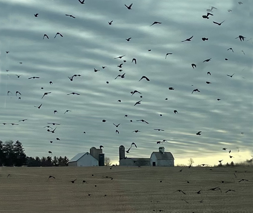 San Juanita Salinas-Galarza - Birds
