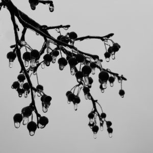 Marlene Frisbie - Suspended Drops