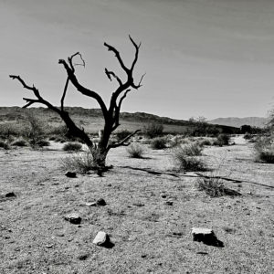 Marlene Frisbie - Dead Tree Study