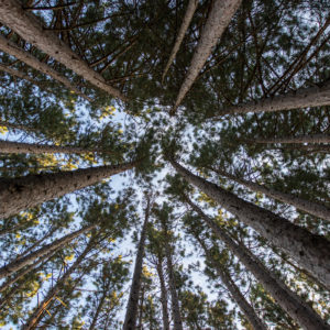 Gary Aleksiak - Too Difficult to Look Up