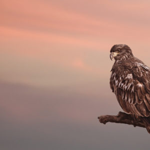 Travis Patenaude - The Young Eagle