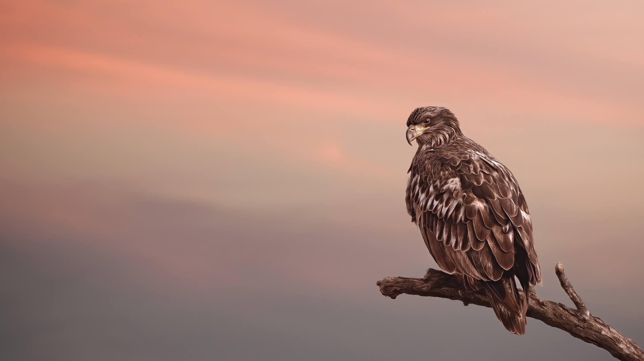 Travis Patenaude - The Young Eagle