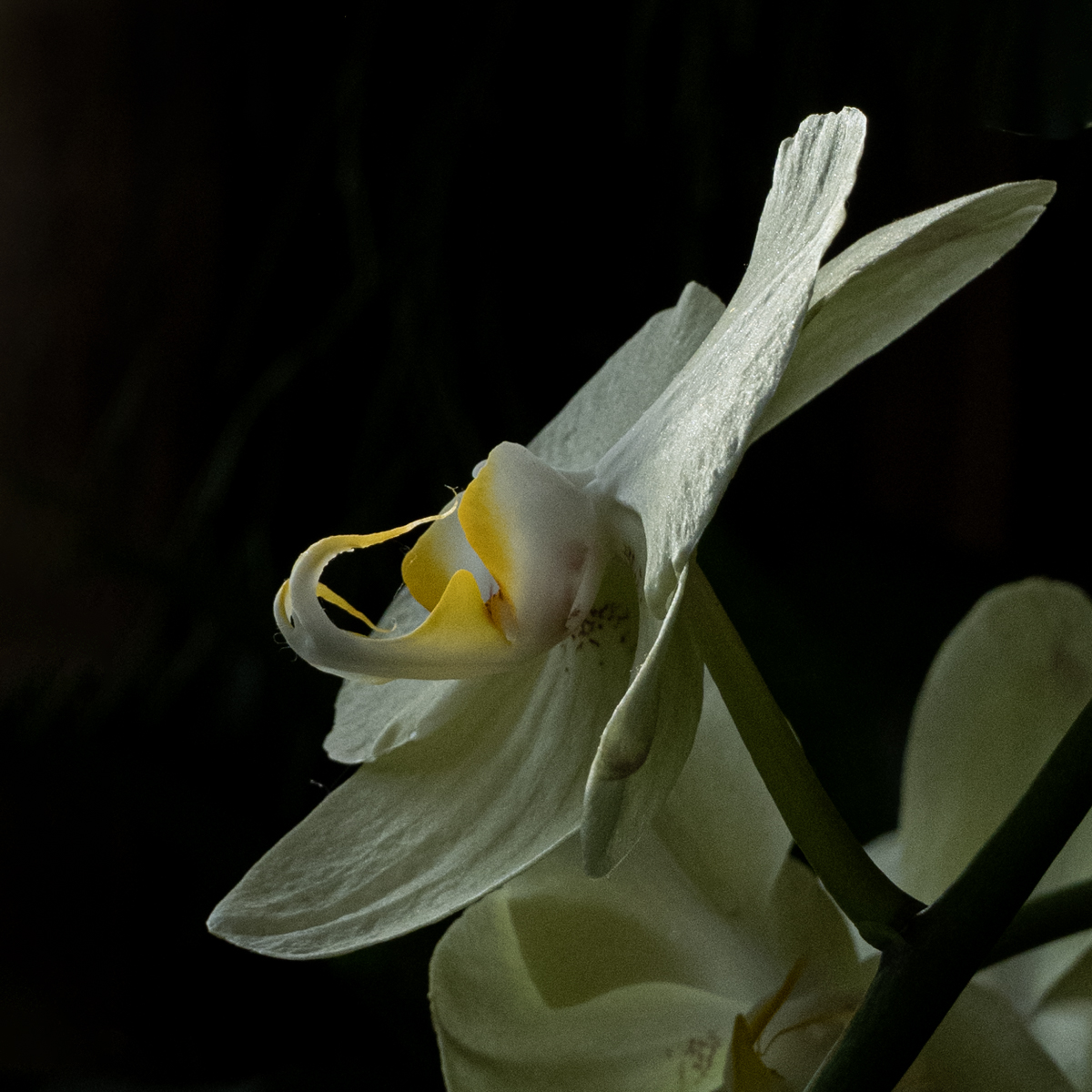 Margie Bjorkman - Profile of an Orchid