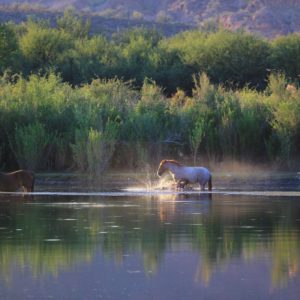 Laura Bavetz - The Mist