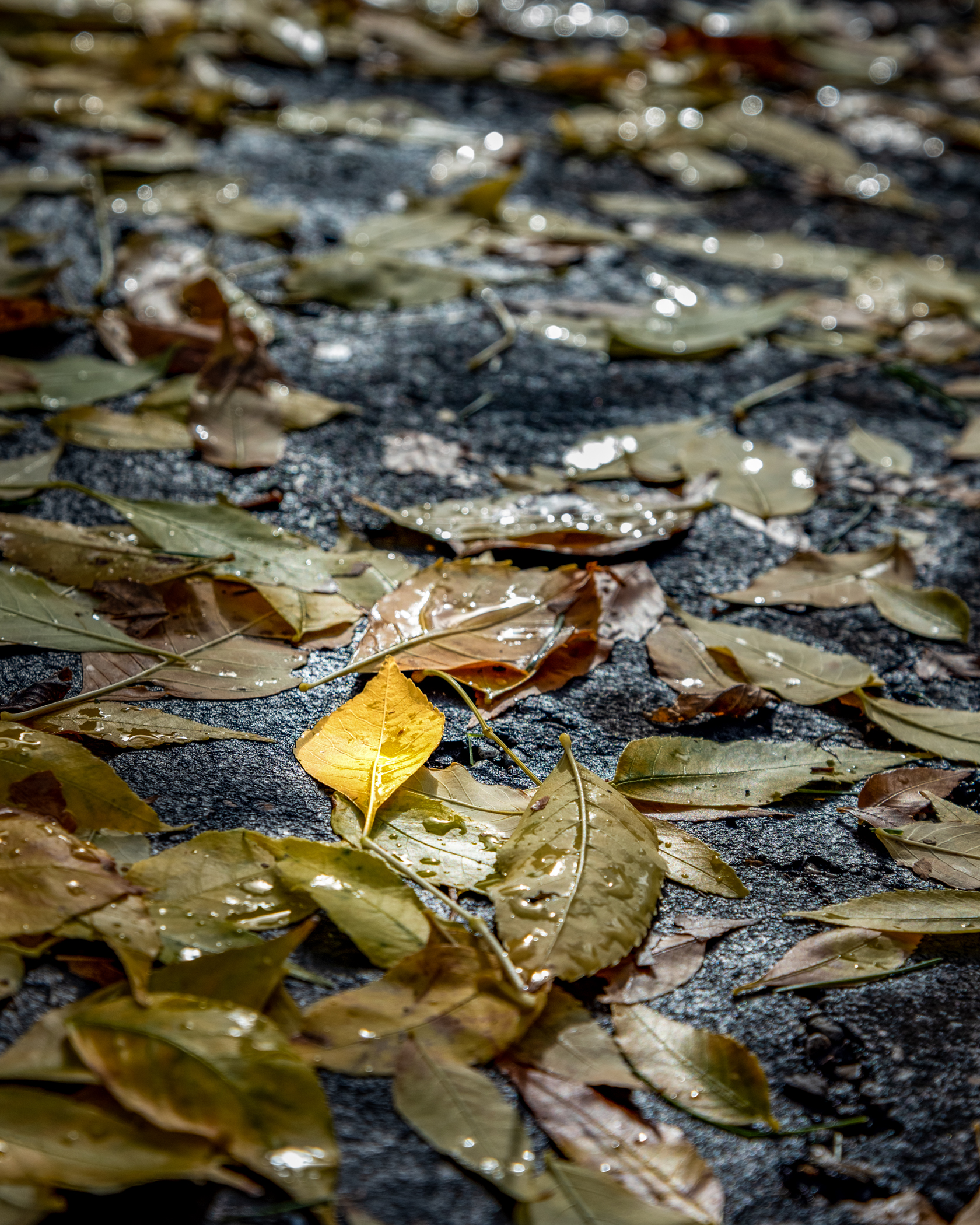 Scott Chism - One of Many