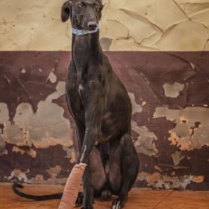 Travis Patenaude - I'm a Lover Not a Fighter