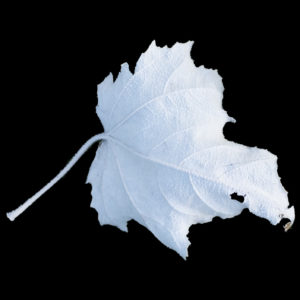 Debbie Bretag - Falling With Grace