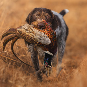 Travis Patenaude - A Successful Hunt