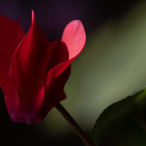 Margie Bjorkman - Cyclamen Macro View