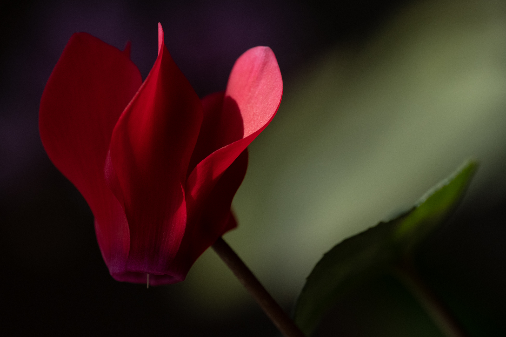 Margie Bjorkman - Cyclamen Macro View