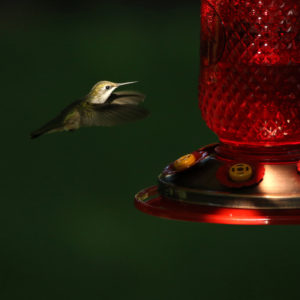 Adam Smith - Hummingbird