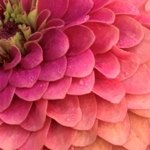 Diana Floress - Summer's Coming