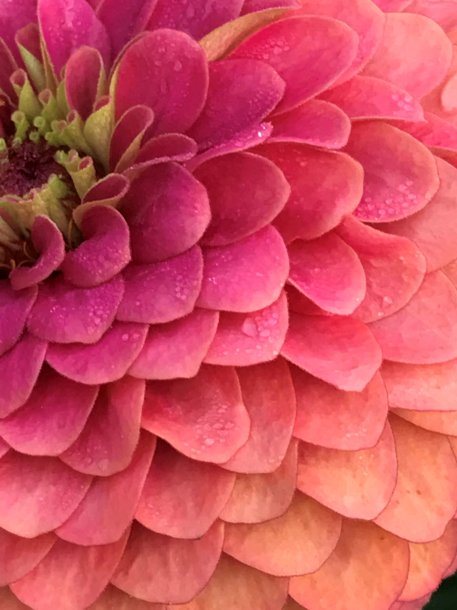 Diana Floress - Summer's Coming