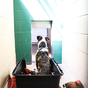 Lindsey Wismans - Waiting for a Home