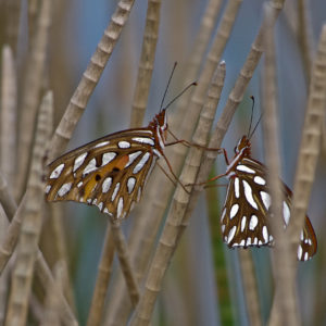 Margie Bjorkman - Butterfly Love