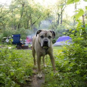 Stephanie Kruger - Rock Hound