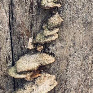 Diana Floress - Fungi