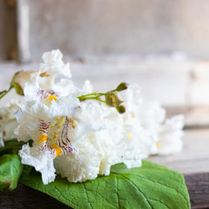 Sandy Ott - Catalpa Blossom