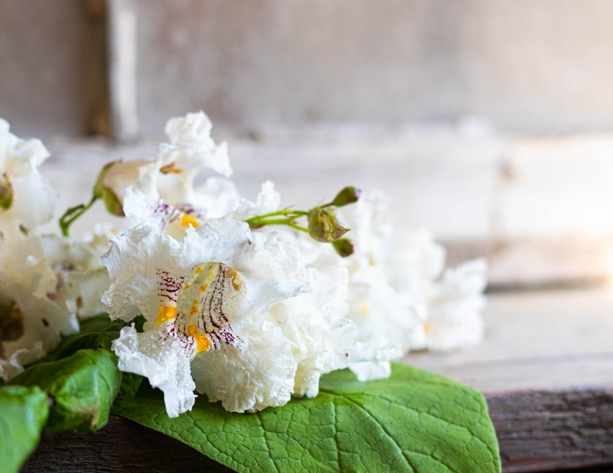 Sandy Ott - Catalpa Blossom