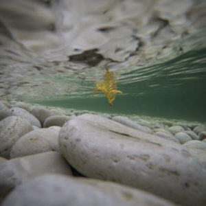 Patty Bell - Floating