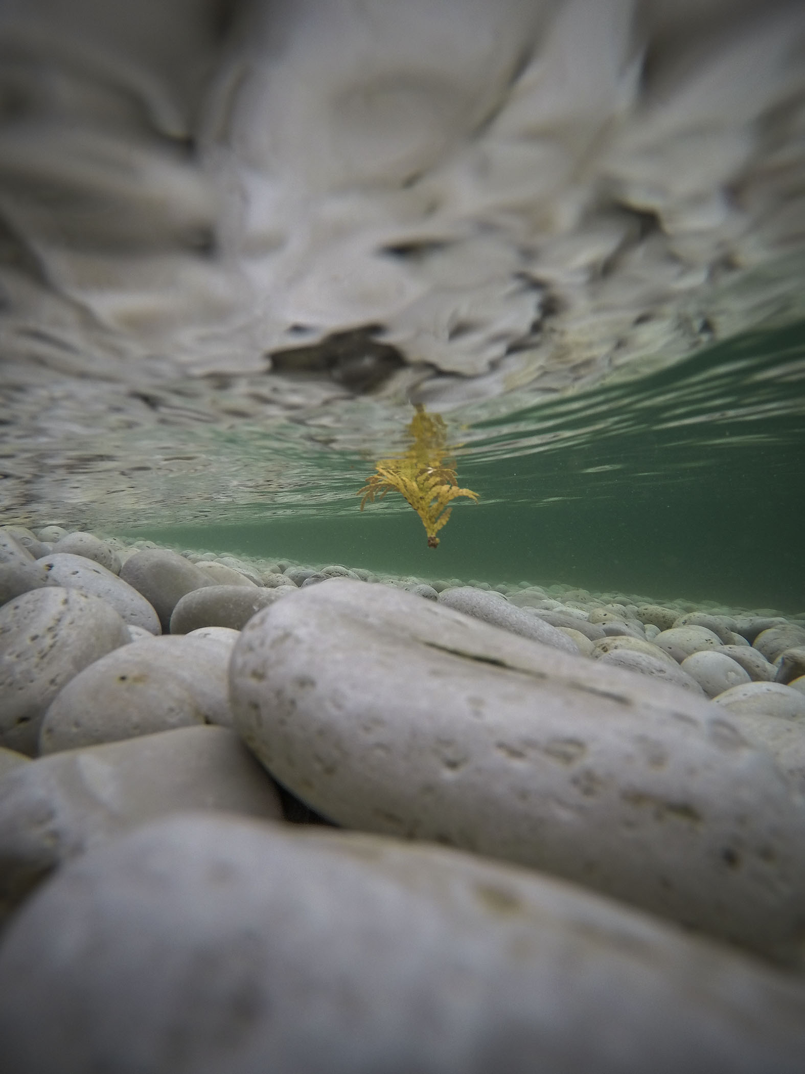 Patty Bell - Floating