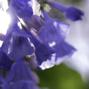 Jill Kaman - Sundrenched